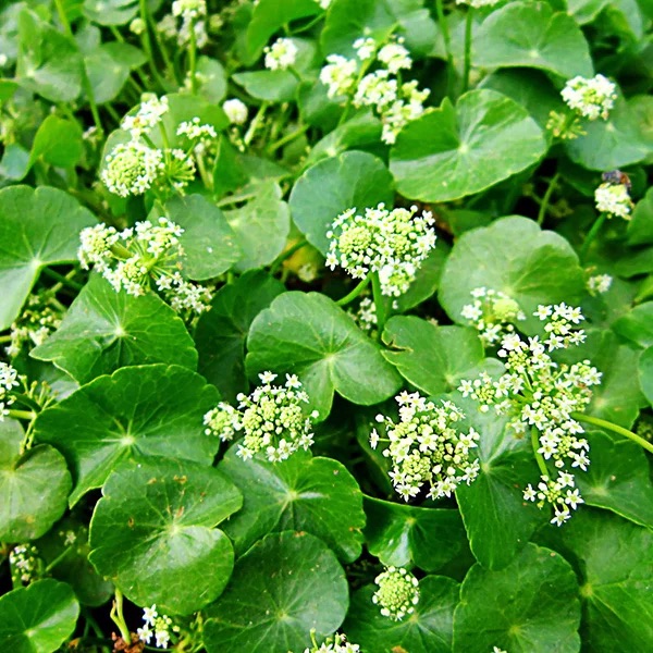 Centella-asiatica-Essenz